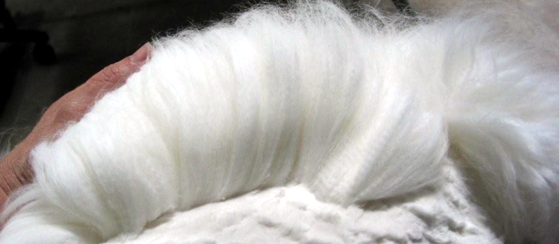 Tosatura del coniglio d'angora