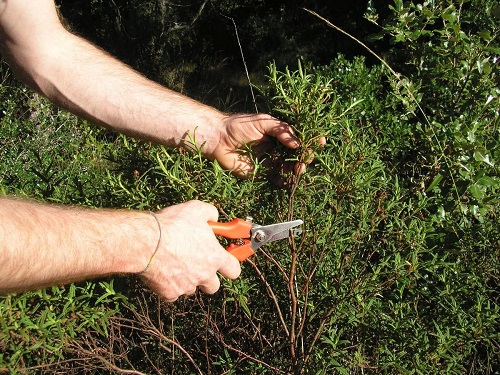 Selezione e taglio delle piante tinrorie, foto dal sito La Robbia