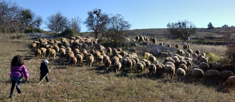 Pecore deille greggi che forniscono l'AquiLANA