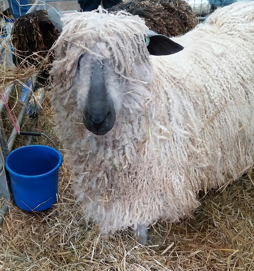 Pecora Wensleydale a Wonderwool