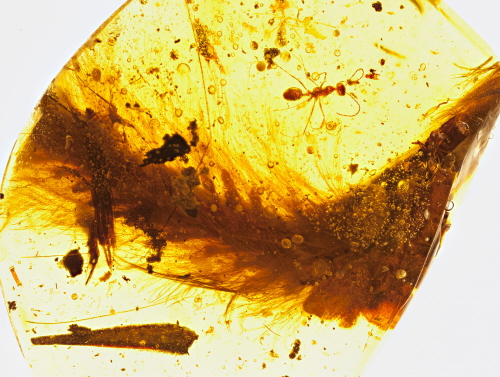 Frammento di coda di dinosauro con piume ritrovata a Myanmar