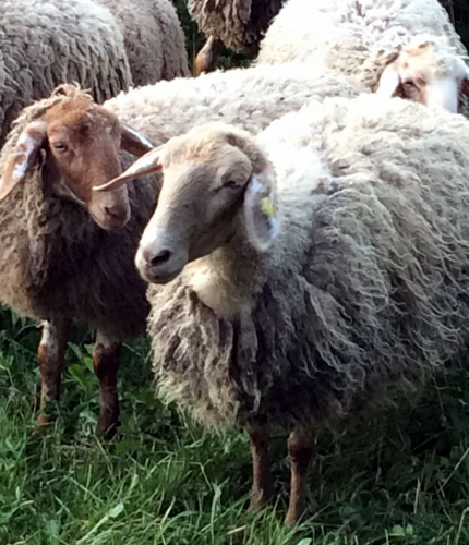 Alcuni esemplari di Brogna del gregge di Isabella Bortoli