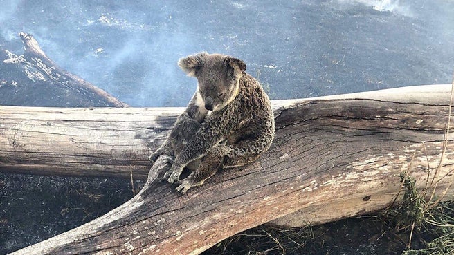 Australian Bushfires emergenza incendi Australia koala