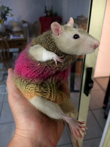 Rat Sweater