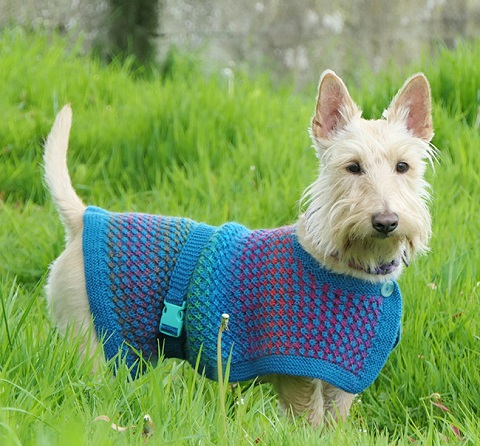 Cappottino per cani, da Knitty