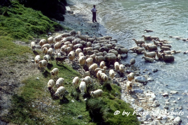 Il salto delle pecore nel fiume Sele. Foto di Fiore S. Barbato