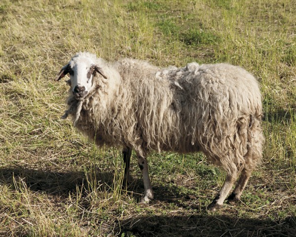 Foto di pecora Rosset, dal sito web de Les Tisserands